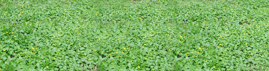 Spring Leaf Texture Background, Lush Green Spring Foliage, Idyllic Leaves Banner, Garden Mockup
