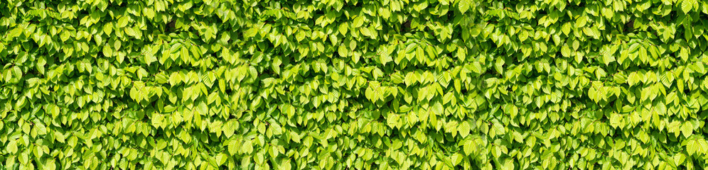 Obraz premium Spring Leaf Texture Background, Lush Green Spring Foliage, Idyllic Leaves Banner, Garden Mockup