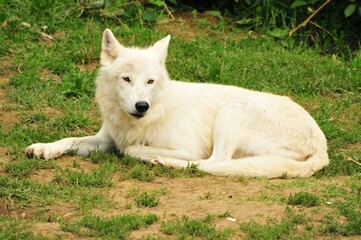 Closeup of an Arctic wolf, Canis lupus arctos lying on the ground with green grass.