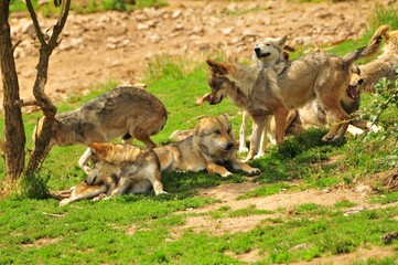 Pack of wolves resting in the green meadow.