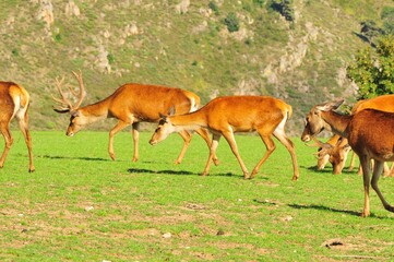 Naklejka na ściany i meble Herd of red deer walking in the green meadow.