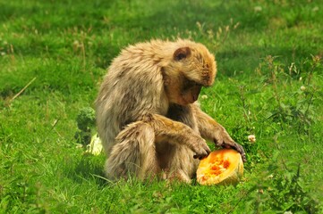 Closeup of a Barbary macaque, Macaca sylvanus with a half melon sitting on the grass.