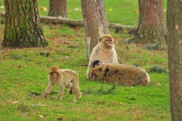 Barbary macaques, Macaca sylvanus resting on the green grass.