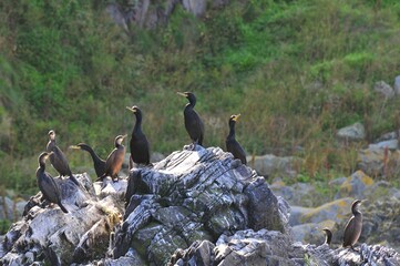 Closeup shot of Phalacrocoraxs on the rock