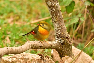 Close-up view of a Red-billed leiothrix perching on a tree