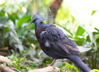 Fototapeta premium Bird at park