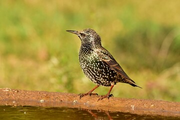 Close-up view of a Common starling perching by the water under the sunlight
