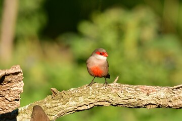 Close-up view of a Common waxbill perching on a branch under the sunlight