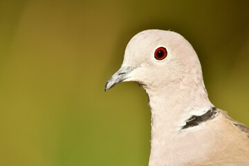 Macro profile view of a Eurasian collared dove before the green background