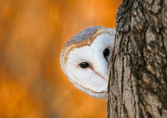 Closeup of a face of a Barn Owl hiding behind a tree trunk during autumn