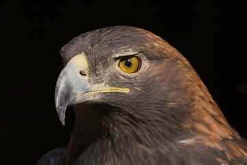 Closeup of the face of a golden eagle isolated on a black background
