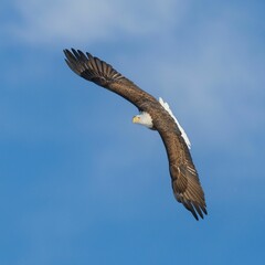 Bald eagle flying against a blue sky with clouds.