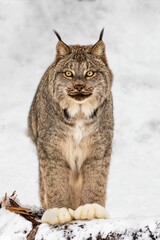 Vertical shot of a lynx in snow.