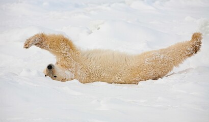 Polar bear stretching in snow in Wapusk National Park, Canada.