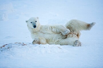 Obraz na płótnie Canvas Closeup shot of a polar bear lying on the snow in Wapusk National Park, Canada
