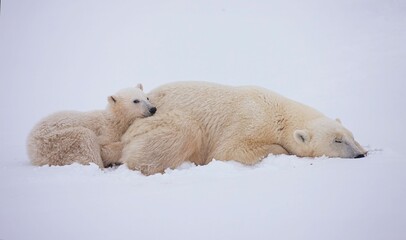 Obraz na płótnie Canvas Closeup shot of a polar bears lying on the snow