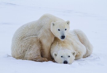 Obraz na płótnie Canvas Closeup shot of a polar bears lying on the snow