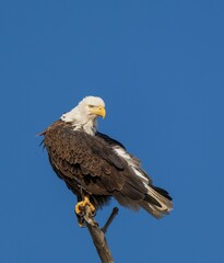 Bald eagle perched on a wooden stick under a clear blue sky.