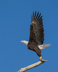 Bald eagle with open wings perched on a wooden stick under a clear blue sky.