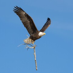 Bald eagle with open wings perched on a wooden stick under a clear blue sky.