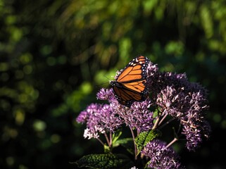 Fototapeta na wymiar Marshal butterfly on purple flowers