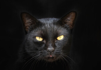 black cat on black background.