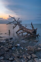 Vertical long-exposure view of a fallen tree at the coast of a sea on a cloudy day