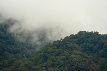Forested mountain at fog