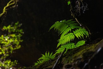 Selective of fern leaves under the sunlight