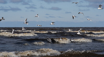 seagulls on the beach