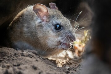 Closeup of a mouse with big eyes in rocks
