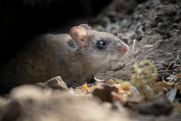 Closeup of a mouse with big eyes in rocks