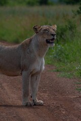 Mighty lioness standing on a trail