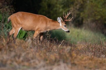 Selective of a young male marsh deer (Blastocerus dichotomus)