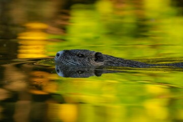 Selective of nutria (Myocastor coypus) in the water
