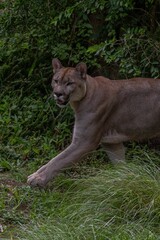 Vertical shot of a Florida panther in the wild.