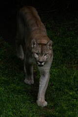 Vertical shot of a Florida panther in the wild.