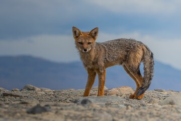 Andean fox in the wild.