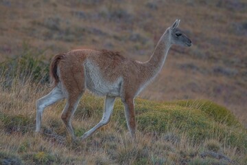Beautiful view of Palaeolama in the wild.