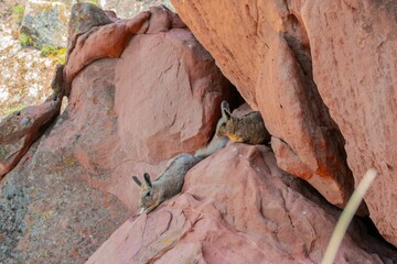 Closeup of a Wolffsohn's viscacha (Lagidium wolffsohni) on rocks