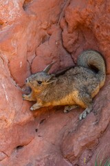 Vertical shot of a squirrel