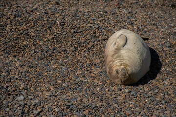 Fototapeta na wymiar Selective of a southern elephant seal (Mirounga leonina)