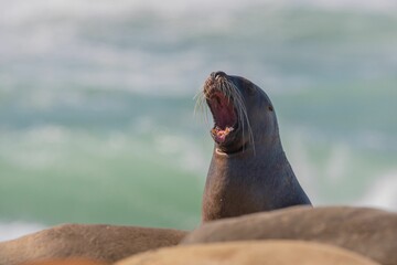 Obraz premium Selective of a California sea lion (Zalophus californianus)