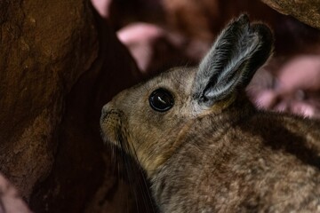 Selective of southern viscacha (Lagidium viscacia) on rocks