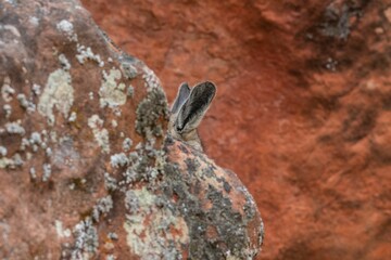 Selective of southern viscacha ears (Lagidium viscacia) from rocks