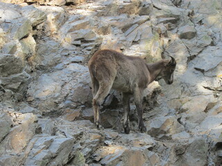 mountain goat on the rocks