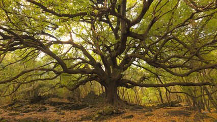 Ilice di Carrinu -albero secolare sul vulcano Etna in Sicilia