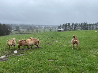 Schafe in Augustdorf