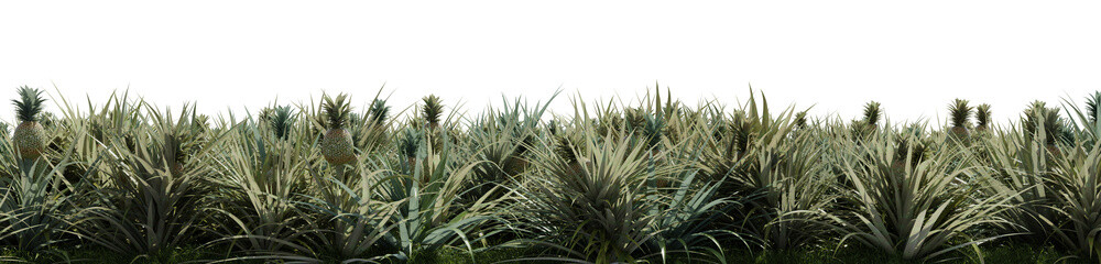Obraz premium a pineapple field on a transparent background - 3D Illustration