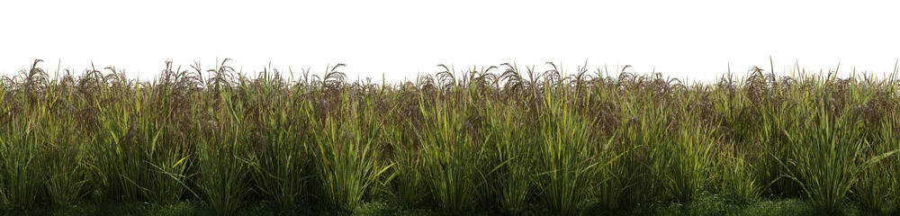 a rice field on a transparent background - 3D Illustration